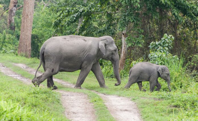 Asian elephant (Elephas maximus) mother and calf crossing park road, Kaziranga National Park, India.