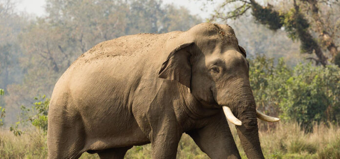 1672588455_1629948796_1610072429_elephant-1200x560-1200x560